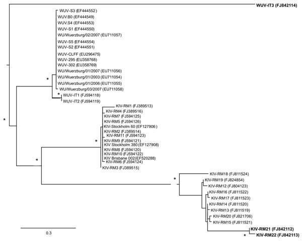 Unrooted phylogenetic tree showing analysis of KI (KIV-RM21, KIV-RM22) and WU (WUV-IT3) polyomaviruses (KIPyVs, WUPyVs, respectively) identified in the plasma of HIV-1–positive patients. The identified strains are indicated in boldface, and the phylogenetic analysis refers to the small t region. The other polyomaviruses shown in the figure are the KIPyVs (KIV-RM1 to KIV-RM20) and WUPyVs (WUV-IT1 and WUV-IT2) identified in Italy in previous studies (6,7) and the prototype strains for KIPyV (GenBank accession nos. EF127906, EF127908, EF520288) and WUPyV (GenBank accession nos. EF444549–EF444554, EU711054–EU711058, EU296475, EU358768, and EU358769). GenBank accession numbers for all virus strains are shown in parentheses. Multiple nucleotide sequence alignments were performed by using ClustalX software (http://bips.u-strasbg.fr/fr/documentation/clustalx/#g), and the phylogenetic tree was constructed by using the neighbor-joining algorithm with LogDet-corrected distances (http://paup.csit.fsu.edu/about.html) (8). An asterisk (*) beside a branch represents significant statistical support for the clade subtending that branch (p&lt;0.001 in the zero-branch–length test) and bootstrap support &gt;75%. Scale bar indicates nucleotide substitutions per site.