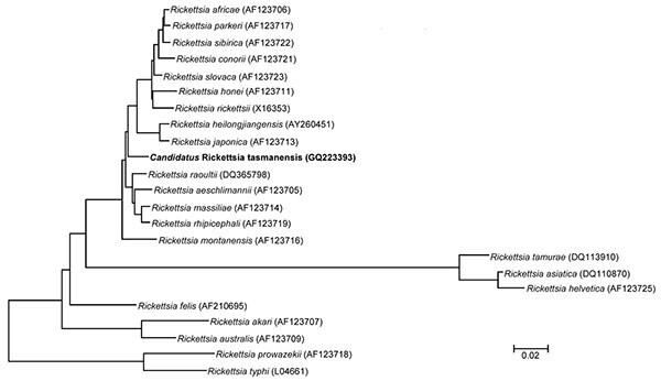 Phylogenetic tree showing the relationship of a 4,834-bp fragment of the outer membrane protein B gene of Candidatus Rickettsia tasmanensis (in boldface) among all validated rickettsia species. The tree was prepared by using the neighbor-joining algorithm within the MEGA 4 software (10). Bootstrap values are indicated at each node. Scale bar indicates 2% nucleotide divergence.