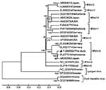Thumbnail of Phylogenetic analysis of the complete genomes. Phylogenetic tree was constructed by the neighbor-joining method with 1,000 bootstrap replicates using MEGA4.0 software (www.megasoftware.net) with an alignment of the nearly full genome isolated in this study and 17 human parechovirus (HPeV) and related genomes. Bootstrap values are indicated at each branching point. GenBank accession numbers and countries of origins are indicated. The isolate of genotype 6 is marked with a triangle. S