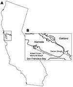 Thumbnail of San Francisco Bay area, California, USA (A), and locations where Haminoea japonica snails were obtained (B).