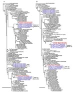 Thumbnail of Phylogenetic relationships of the M (A) and NS (B) genes of H5N1 influenza viruses in Indonesia. All trees were generated by the neighbor-joining method in ClustalW (www.clustal.org). Numbers above or below branches indicate neighbor-joining bootstrap values. Analyses were based on nucleotides 77-955 (879 bp) and 64-789 (726 bp) of the M and NS genes, respectively. Each tree was rooted to A/duck/Shantou/4003/03 for M and NS. Colors indicate swine isolates (blue) and chicken isolates
