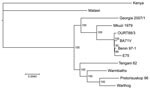 Thumbnail of Comparison of the Georgia 2007/1 African swine fever virus (ASFV) isolate genome with those of other ASFV isolates. ASFV phylogeny midpoint was rooted in a neighbor-joining tree on the basis of 125 conserved open reading frame regions (40,810 aa) from 12 taxa. Node values show percentage bootstrap support (n = 1,000). The isolates shown and accession numbers are Kenya AY261360, Malawi Lil20/1 AY261361, Tengani AY261364, Warmbaths AY261365, Pretorisuskop AY261363, Warthog AY261366, W