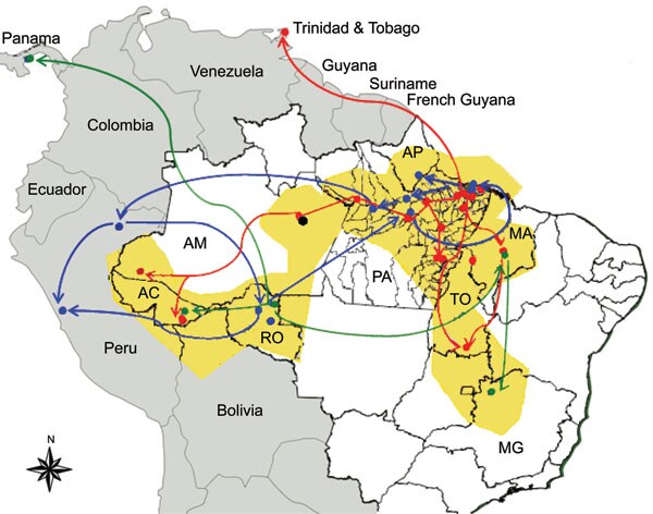 Geographic dispersion of Oropouche virus (OROV) genotypes in South America during 1955–2009 based on data from the N gene. Yellow shading, coverage area of OROV in Brazil; red line, dispersion route for genotype I; blue line, dispersion route for genotype II; green line, dispersion route for genotype III; black dot, genotype IV. AC, Acre; AP, Amapá; AM, Amazonas; MA, Maranhão; MG, Minas Gerais; PA, Pará; RO, Rondônia, TO, Tocantins.