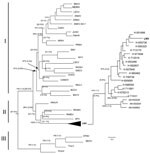 Thumbnail of Phylogenetic comparison of the partial nucleotide sequences of nucleoprotein (N) gene of the small (S) RNA segment of different hantavirus strains from the Old World and New World by using the maximum-likelihood method and Bayesian analysis (A), and detail (B) of the phylogenetic relationship between LNV strains isolated from humans and rodents in the state of Mato Grosso, Brazil. Bootstrap and Bayesian values (within parentheses) are shown for each respective knot. The arrows indic