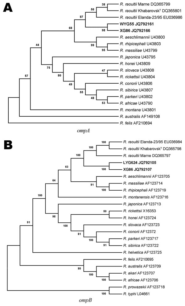 Unrooted phylogenetic trees inferred from comparison of A) outer membrane protein A (ompA) and B) ompB gene sequences of rickettsial species by using the neighbor-joining method. Sequences in boldface were obtained during this study. Numbers at nodes are the proportion of 100 bootstrap resamplings that support the topology shown.