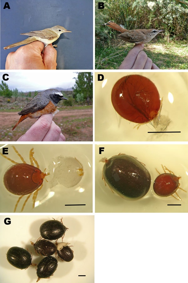 Bird species and tick specimens collected in Zouala, Morocco, April 2011. A) Iduna opaca, B) Erythropygia galactotes, and C) Phoenicurus phoenicurus birds. D–G) Hyalomma marginatum tick specimens removed from birds and preserved in alcohol: D) semi-engorged larva, E) semi-engorged nymph, F) semi-engorged and fully engorged nymphs, and G) fully engorged nymphs. Scale bars indicate 1 mm.
