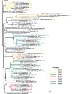 Thumbnail of Viral protein phylogenetic relationships among vaccine-derived poliviruses isolated from patients with acute flaccid paralysis, Democratic Republic of Congo, 2004–2011. The tree was rooted to the Sabin type 2 poliovirus sequence. The year of onset of paralysis is indicated at the beginning of each virus name, followed by a 5-digit identifier and the province of the case-patient. The numbers of nucleotide differences from the Sabin 2 prototype viral protein 1 sequence are indicated, 