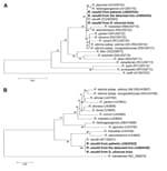 Thumbnail of Phylogenetic analysis of spotted fever group Rickettsia species, China, based on A) partial (341 bp) citrate synthase gene and B) partial (325 bp) 190-kDa outer membrane protein gene. Trees were obtained by using the neighbor-joining method, distances were calculated by using Kimura 2-parameter analysis, and analysis was conducted by using Mega 5.0 software (www.megasoftware.net/). Nucleotide sequences determined in this study are indicated in boldface. Percentage of replicate trees