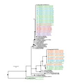 Thumbnail of Maximum clade credibility tree for Rickettsia spp. detected in seabird ticks (Amblyomma loculosum and Carios capensis) of the western Indian Ocean as determined on the basis of a 913-bp fragment of the Rickettsia gltA gene. The nucleotide substitution model was selected by using the jModelTest 2.1.2 tool (https://code.google.com/p/jmodeltest2/), and Bayesian analyses were performed using MrBayes 3.1.2 (http://mrbayes.sourceforge.net/), with chain lengths of 2 million generations sam