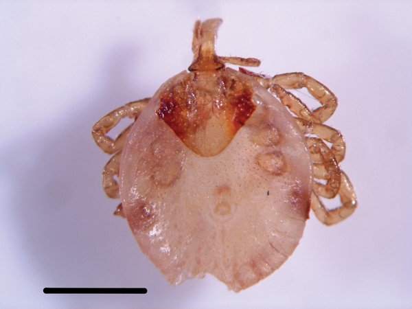 Amblyomma sp. nymphal tick removed from the nostril of a woman who visited Lopé National Park in Gabon (Africa), 2014. Scale bar represents 1 mm.