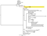 Thumbnail of Midpoint-rooted phylogenetic tree of published whole-genome sequence data from D23580-like Salmonella enterica serotype Typhimurium sequence type 313s from Malawi based on 204 informative single-nucleotide polymorphisms. A54285 and A54560, highlighted in yellow on a red branch, are indistinguishable. Scale bar indicates nucleotide substitutions per site.