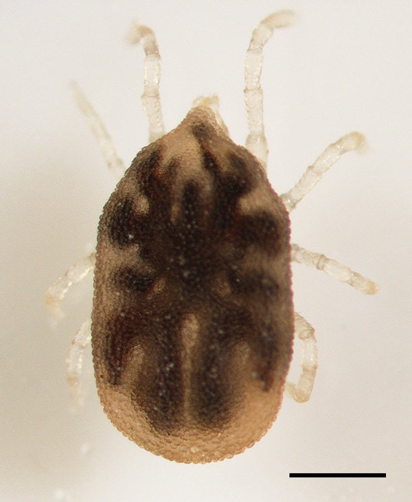 Ornithodoros hermsi nymph collected from the property of a 55-year-old man with tickborne relapsing fever, Bitterroot Valley, Montana, USA. Scale bar = 0.5 mm.