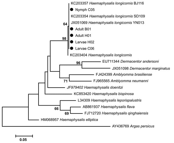 Phylogenetic analysis of mitochondrial 16S rRNA gene of ticks collected during June–July 2014 from Jiaonan County, Shandong Province, China. The results showed that the larval, nymphal, and adult ticks (indicated by black dots) were all Haemaphysalis longicornis ticks. Scale bar represents nucleotide substitutions per site.