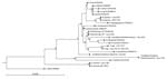 Thumbnail of Phylogenetic analysis of Rickettsia spp. in ticks, Khammouan Province, Laos. The tree was constructed by using partial nucleotide sequences (350 bp) of the 17-kDa gene, the Kimura-80 model, and the neighbor-joining method. Analyses were supported by bootstrap analysis with 1,000 replications. Numbers along branches are bootstrap values. GenBank accession numbers are shown for reference sequences. Sample numbers for each tick are shown in parentheses. Scale bar indicates nucleotide s