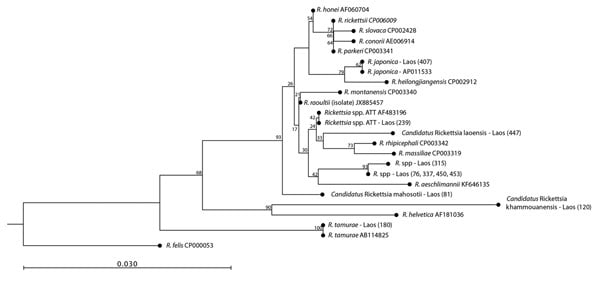 Phylogenetic analysis of Rickettsia spp. in ticks, Khammouan Province, Laos. The tree was constructed by using partial nucleotide sequences (350 bp) of the 17-kDa gene, the Kimura-80 model, and the neighbor-joining method. Analyses were supported by bootstrap analysis with 1,000 replications. Numbers along branches are bootstrap values. GenBank accession numbers are shown for reference sequences. Sample numbers for each tick are shown in parentheses. Scale bar indicates nucleotide substitutions 