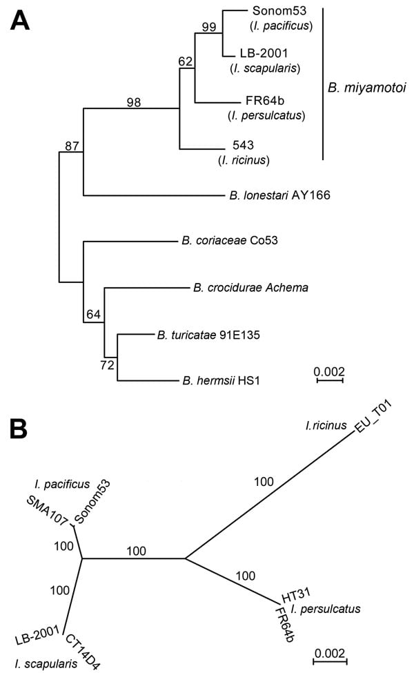Phylograms of 16S ribosomal RNA sequences (A) and of multilocus sequence typing (MLST) genes (B) of Borrelia miyamotoi strains from Ixodes ticks collected in California, USA, and selected other Borrelia species. A) Rooted neighbor-joining distance phylogram of observed differences. Percentage support for clades was evaluated by 1,000 bootstrap replications, and values are indicated along branches. The GenBank accession number for the partial 16S ribosomal RNA gene of Sonom53 is KU196080. GenBank
