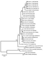 Thumbnail of Phylogenetic tree of isolates from outbreak of vaccinia virus from occupational exposure, China, 2017, compared with reference isolates. The tree was constructed by using nucleotide sequences of Orthopoxvirus A56R hemagglutinin genes and the maximum-likelihood method with 1,000 bootstrap replicates in MEGA5 (https://www.megasoftware.net). Black dots indicate isolates from this study. Numbers along branches indicate bootstrap values. Scale bar indicates nucleotide substitutions per s