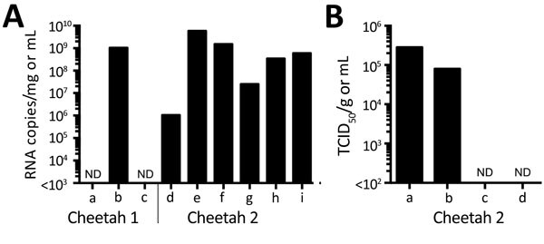 Detection of severe fever with thrombocytopenia syndrome virus (SFTSV) in samples from 2 cheetahs, Japan, 2017. A) RNA was extracted from tissues, plasma, and serum and subjected to quantitative reverse transcription PCR (RT-PCR). The amounts of SFTSV RNA were quantified, with a reference, as RNA copies/mg for tissues and RNA copies/mL for plasma and serum. The mean of duplicate results is shown in the graph. a, plasma; b, popliteal lymph node (left); c, serum; d, brain; e, salivary gland; f, sp