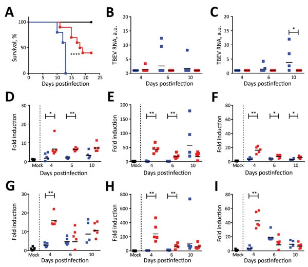 Survival analysis and TBEV burden in peripheral organs of Torö-2003–infected and HB171/11-infected C57BL/6 mice. A) Survival analysis of ten 6–10-week-old female C57BL/6 mice after subcutaneous inoculation with phosphate-buffered saline (mock, black) or with 104 focus forming units (FFU) of Torö-2003 (blue) or HB171/11 (red) in 100 μL phosphate-buffered saline. Survival differences were tested for statistical significance by log-rank test. B, C) Viral burdens in spleen (B) and lymph node (C) aft
