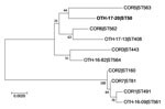 Thumbnail of Phylogenetic analysis of Corynebacterium diphtheriae isolate from a 23-year-old man who died from diphtheria (OTH-17-20; bold) and 9 other isolates collected from hospitals in Singapore during 2013–2017. The tree was constructed by using 7 concatenated housekeeping gene sequences corresponding to the C. diphtheriae multilocus sequence typing scheme (https://pubmlst.org/cdiphtheriae/). Sequences were extracted from whole-genome sequences of each isolate. Concatenated sequences were a