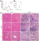 Thumbnail of Pathology of BRBV-infected mice. A) B6 WT, IFNAR−/−, and STAT1−/− animals (n = 5 for each group) infected intraperitoneally with 100 PFU of BRBV and monitored daily for weight and clinical signs (mean +SD); scoring system described in Appendix Table. B) Serum samples of infected B6 WT (n = 7), IFNAR−/− (n = 7), and STAT1−/− (n = 5) animals harvested at day 4 and analyzed for ALT (mean +SD). Statistical analysis was performed with a 1-way analysis of variance (Tukey multiple comparis