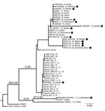 Thumbnail of Phylogram of clade 1a, lineage I, of the Simbu serogroup (15) recovered from maximum-likelihood and Bayesian analyses of the small segment for SHUV isolates from wildlife and nonequine domestic animals, South Africa and reference sequences. Bootstrap values (maximum likelihood &gt;60) and posterior probabilities (&gt;0.8) are displayed on branches as support values. GenBank accession numbers for sequences from this study (black circles): MVA11_10_Rhinoceros, JQ726395; MVA08_10_Croco
