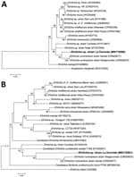 Thumbnail of Maximum-likelihood trees constructed from dsb and groESL sequences of Ehrlichia spp. infecting Amblyomma neumanni ticks in Argentina compared with reference strains. A) Tree constructed by using dsb Ehrlichia sequences of approximately the same length as the sequence identified in this study (341 positions included in the final dataset). B) Tree constructed by using groESL Ehrlichia sequences of approximately the same length as the sequence identified in this study (767 positions in