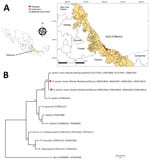 Thumbnail of Amblyomma ovale tick sampling sites and phylogenetic analysis of tickborne Rickettsia parkeri strain Atlantic Rainforest isolates (diamonds), state of Veracruz, Mexico, July–August 2018. A) Sites where A. ovale ticks were collected from dogs to assess prevalence of R. parkeri strain Atlantic Rainforest. Inset shows location of Veracruz state in Mexico. QGis (https://www.qgis.org) was used for map construction. B) Maximum-likelihood phylogenetic tree generated with concatenated segme