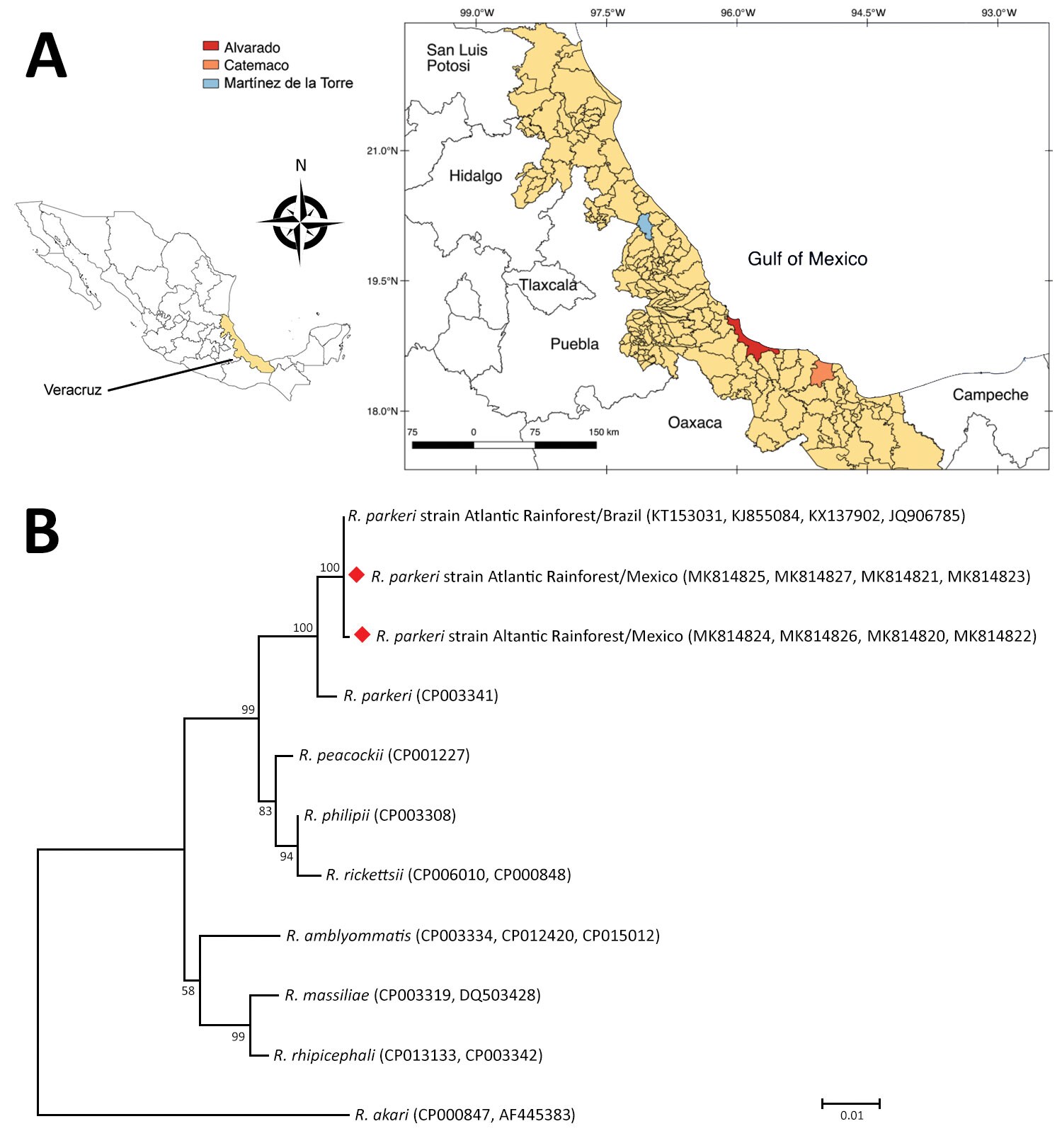 Amblyomma ovale tick sampling sites and phylogenetic analysis of tickborne Rickettsia parkeri strain Atlantic Rainforest isolates (diamonds), state of Veracruz, Mexico, July–August 2018. A) Sites where A. ovale ticks were collected from dogs to assess prevalence of R. parkeri strain Atlantic Rainforest. Inset shows location of Veracruz state in Mexico. QGis (https://www.qgis.org) was used for map construction. B) Maximum-likelihood phylogenetic tree generated with concatenated segments of the gl