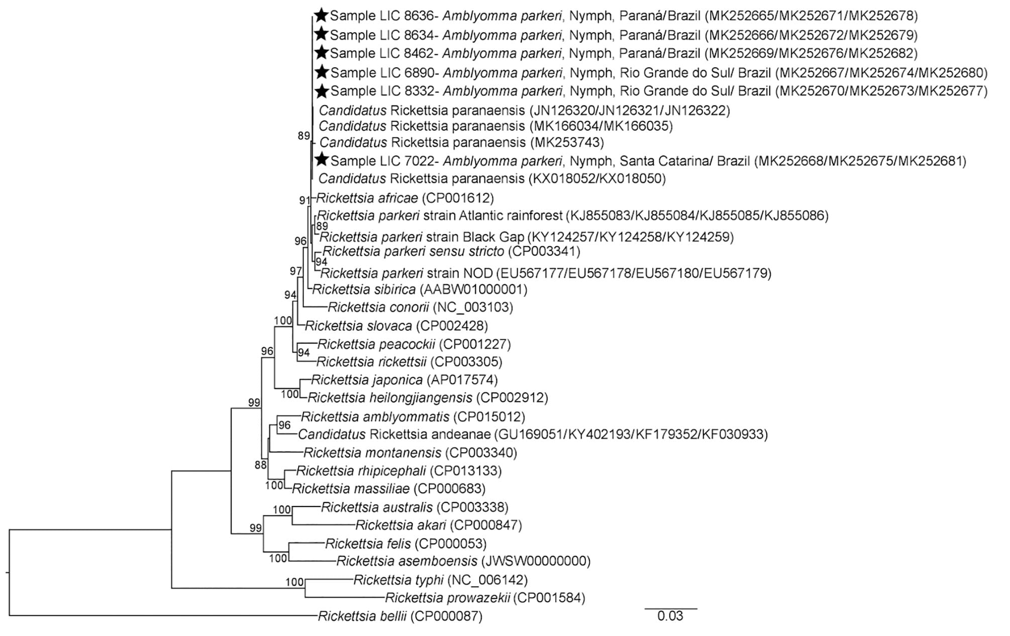 Concatenated phylogenetic analysis of rickettsia gene fragments detected in Amblyomma parkeri ticks in Brazil. Gene fragments gltA (1,013 bp), htrA (370 bp), ompA (494 bp), and ompB (822 bp) were inferred by maximum-likelihood analysis with the evolution model T92 + G (Tamura model). Values on the branches indicate bootstrap values (cutoff value 70%). Stars indicate sequences obtained in this study. GenBank accession numbers are given in parentheses. Scale bar indicates nucleotide substitutions 