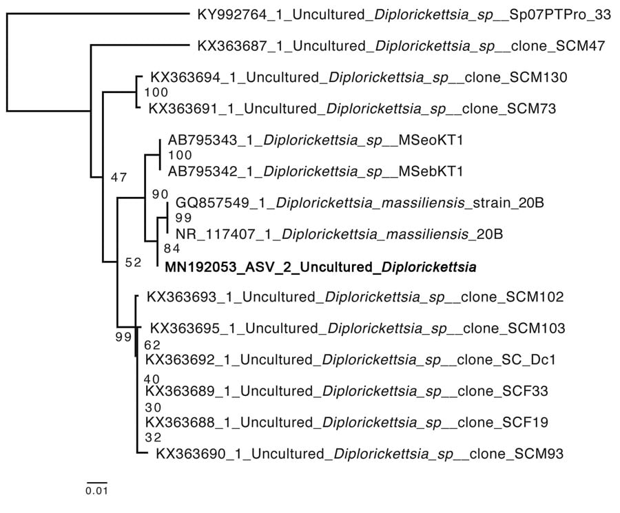 Neighbor-joining phylogenetic tree of a MAFFT alignment (https://mafft.cbrc.jp/alignment/server) of the V3–V4 region of the Diplorickettsia 16S rRNA gene, including the novel amplicon sequence variant identified in Vermont, USA (bold). A total of 427 bases were aligned and 363 conserved sites were used for neighbor-joining phylogeny, with 100 bootstrap iterations. The 341F and 875R primers were used to amplify these regions (6). Default alignment parameters were used for alignment and generation