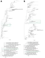 Thumbnail of Maximum-likelihood phylogenetic tree of hemagglutinin (A) and neuraminidase (B) of influenza A(H3N2) virus detected in blood donation, Brazil. A total of 264 hemagglutinin and 419 neuraminidase sequences from seasonal strains circulating during 2011–2019 and available in GISAID (https://www.gisaid.org) were used to estimate the phylogenetic relationships with the influenza A virus detected in Ribeirao Preto, Brazil. Green indicates the H3N2 strain obtained from blood donor from Ribe