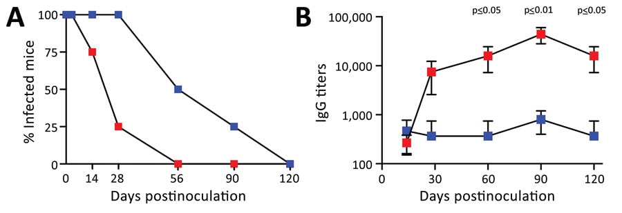 Comparison of serum IgG titers from mice receiving LD nasopharyngeal inoculation and HD pneumonic inoculation of Bordetella pertussis. Blue squares indicate LD mice; red squares indicate HD mice. C57/Bl6 mice received LD of 500 CFU of B. pertussis in 5 µL phosphate-buffered saline (PBS) via nasopharyngeal inoculation or HD of 500,000 of B. pertussis CFU in 50 µL PBS via pneumonic inoculation. Error bars indicate SD for 4 biologic replicates. A) Percentage of mice (4 per group) colonized on days 3, 7, 14, 28, 60, 90, and 120 following inoculations. Studies on days 3, 7, 14, and 28 were conducted 4 times; the 120-day experiment was conducted once. B) B. pertussis IgG titers in serum over time. HD, high-dose–high volume; LD, low-dose–low-volume.