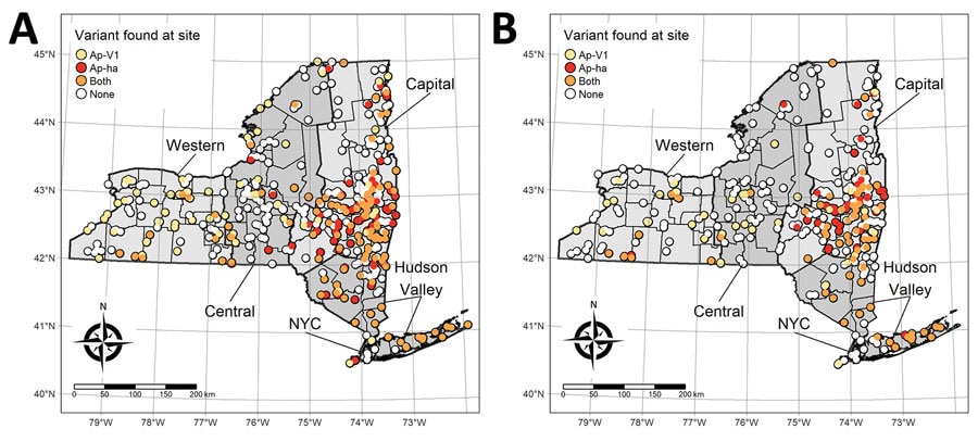 New York State Department of Health (NYSDOH) Ixodes scapularis tick sampling sites categorized by the Anaplasma phagocytophilum genetic variants found at each site, New York, USA. Thick black outlines indicate NYSDOH regions (labeled). A) Adult sampling sites; B) nymph sampling sites.