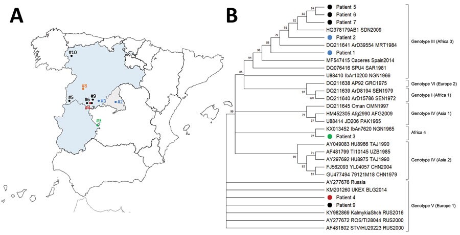 Locations of CCHF cases (A) and phylogenetic tree of CCHFV (B) in Spain, 2013–2021. Dots on the map indicate patients with a CCHF diagnosis in Spain: black dots indicate cases from this study, and colored dots indicate cases previously described. Two cases (patients 8 and 10) were not sequenced. The phylogenetic tree was constructed by the neighbor-joining method based on sequences of the small segment of the virus. The numbers on the right indicate bootstrap values for the groups; values <75 are not shown. Other sequences are listed by GenBank accession number, strain, geographic origin, and sampling year. Genotypes are indicated by Roman numerals according to Carroll et al. (14) with the equivalent clade nomenclature according to Chamberlain et al. (15) in brackets; I, West Africa (Africa 1); III, South and West Africa (Africa 3); IV, Middle East/Asia, divided into 2 groups (Asia 1/Asia 2); V, Europe/Turkey (Europe 1); VI, Greece (Europe 2). New lineage, Africa 4 described by Negredo et al. (12). CCHF, Crimean-Congo hemorrhagic fever; CCHFV, CCHF virus.