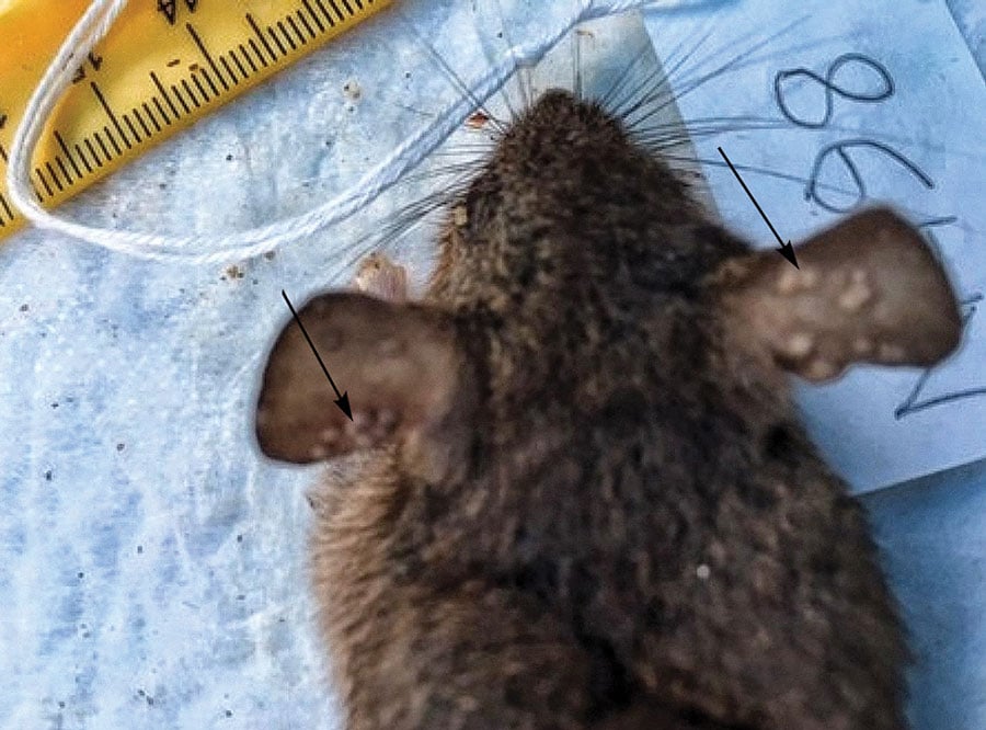 Rodent N198 with poxlike lesions (arrows) in the ears but negative for orthopoxvirus by quantitative PCR and ELISA, sampled in study of orthopoxvirus infections in rodents, Nigeria, 2018–2019.