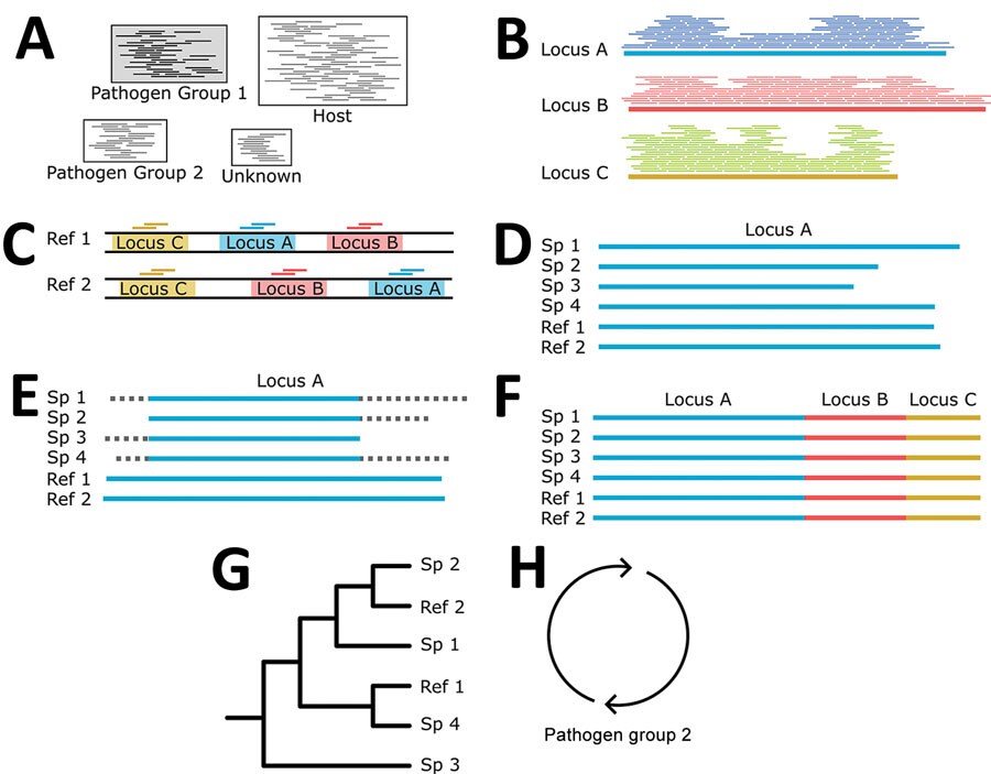 Building phylogenies from parasite reads for study of prospecting for zoonotic pathogens by using targeted DNA enrichment. A) After read classification, we extracted all the reads associated with a pathogen group. B) Those reads were assembled into contigs with a genome assembler. C) Simultaneously, we identified and extracted the target loci from all members of the pathogen group with available reference genomes to ensure that our final phylogeny has representatives from as many members of the pathogen group as possible. D, E) For each targeted locus, we combined the assembled contigs (D) and genome extracted loci for (E) multiple sequence alignment and trimming. F, G) Each aligned and trimmed locus is concatenated together (F) for phylogenetic analyses (G). H) If necessary, those steps are repeated for reads classified in other pathogen groups. Ref, reference; Sp, specimen.