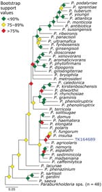 Phylogenetic analysis of Paraburkholderia using museum archived samples for probe panel for prospecting zoonotic pathogens by using targeted DNA enrichment. Blue indicates museum archived samples; museum accession numbers are given (Table 1). Branches with >50% bootstrap support were collapsed. Nodal support is indicated by color coded diamonds. Scale bar indicates. nucleotide substitutions per site. Assembly accession numbers (e.g., GCA90237446) and tree files are available from https://doi.org/10.5281/zenodo.8014941.