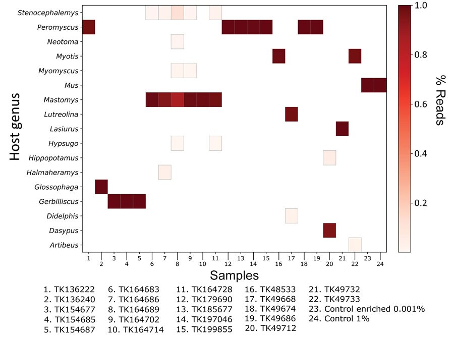 Genetic identification of mammal host from unenriched, mitochondrial reads in study of prospecting for zoonotic pathogens by using targeted DNA enrichment. Reads were compared with a database of mammalian mitochondria and assigned a taxonomic classification based on these results. A heatmap of the results shows the relative proportion of classified reads assigned to mammalian genera. Samples with <50 mitochondrial reads and single-read genera are not shown.