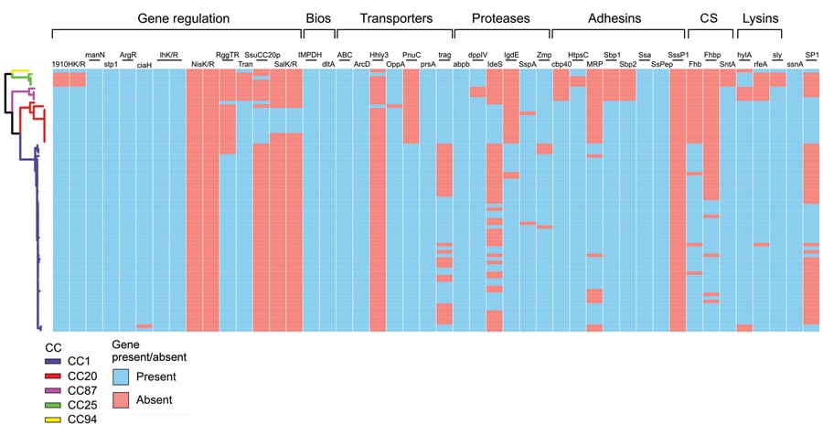 Presence/absence matrix of 46 genes putatively associated with zoonotic potential in study of zoonotic Streptococcus suis in Europe. The same phylogenetic tree presented in Figure 3 was used. Blue squares indicate presence of the gene while red squares indicate absence. The colored branches indicate CCs and follow the same pattern as in Figure 3 (blue, CC1; red, CC20; purple, CC87; yellow, CC94; green, CC25). We defined gene presence with 80% protein identity and coverage. We used Phandango (19) to visualize the tree. Bios, biosynthesis; CC, clonal complex; CS, complement system evasion.