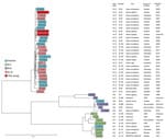 Ridom SeqSphere+ NJ tree (Ridom Gmbh, https://www.ridom.de) for 41 Francisella tularensis samples isolated from 3 patients in Austria, based on 1,147 columns from F. tularensis core-genome multilocus sequence typing. Scale bar indicates nucleotide substitutions per site. Metadata are provided in the Appendix Table.