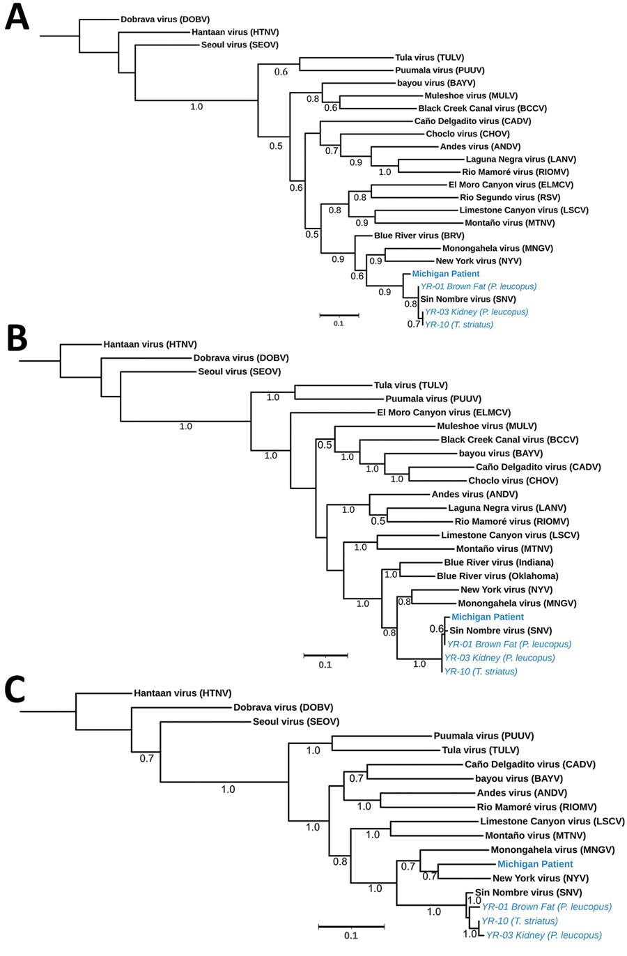 Phylogenetic analysis of orthohantavirus sequence fragments from samples taken from a 65-year-old woman in Michigan, USA, and trapped rodents from the likely site of exposure (blue text). Trees displaying the patient small fragment (481 bp) (A), medium fragment (283 bp) (B), and large fragment (377 bp) (C) were aligned against wild-caught rodents near site of exposure and reference sequences. Numbers along branches indicate bootstrap values of 500 replicates. GenBank accession numbers: human patient, OR428177–9; YR-01, brown adipose fat from a Peromyscus leucopus white-footed mouse, OR428180–2; YR-03, kidney tissue from a P. leucopus mouse, OR428183–5; and YR-10, lung tissue from a Tamias striatus Eastern chipmunk, OR428186–8. Scale bars indicate number of substitutions per site.