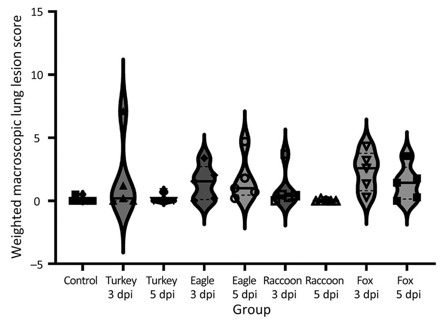 Violin plots of weighted macroscopic lung scores, by virus strain and dpi, of swine infected with highly pathogenic avian influenza A(H5N1) virus belonging to the goose/Guangdong 2.3.4.4b hemagglutinin phylogenetic clade. All strains caused macroscopic lesions consistent with influenza A virus infection in >1 pig. Solid lines within plots indicate medians, dashed lines indicate quartiles, and symbols indicate individual pig values. No statistically significant differences were detected between strains by dpiI. dpi, days postinoculation; eagle 3 dpi, A/bald eagle/FL/22 necropsied at 3 dpi; eagle 5 dpi, A/bald eagle/FL/22 necropsied at 5 dpi; fox 3 dpi, A/redfox/MI/22 necropsied at 3 dpi; fox 5 dpi, A/redfox/MI/22 necropsied at 5 dpi; raccoon 3 dpi, A/raccoon/WA/22 necropsied at 3 dpi; raccoon 5 dpi, A/raccoon/WA/22 necropsied at 5 dpi; turkey 3 dpi, A/turkey/MN/22 necropsied at 3 dpi; turkey 5 dpi, A/turkey/MN/22 necropsied at 5 dpi.