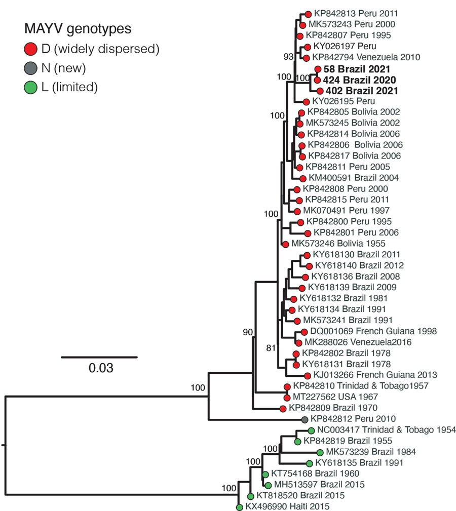 Maximum-likelihood phylogenetic tree of Mayaro virus, Roraima State, Brazil, 2018–2021. Phylogeny is midpoint rooted for clarity of presentation. Bold text indicates 3 new Mayaro virus genomes. Bootstrap values based on 1,000 replicates are shown on principal nodes. Scale bar indicates the evolutionary distance of substitutions per nucleotide site.