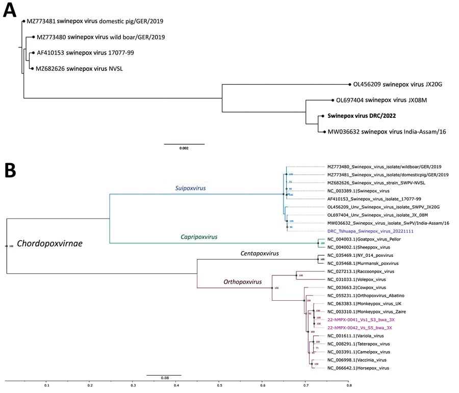 Phylogenetic analysis of swinepox virus (A) and monkeypox virus (B) in study of co-circulating viruses, Democratic Republic of the Congo, 2022. Poxvirus sequences for comparison were obtained from GenBank. Trees were constructed by using the maximum-likelihood method and the general time reversal substitution model with gamma distribution and proportion of invariable sites. In panel A, bold text indicates the swinepox sequence from this study; in panel B, magenta-colored text indicates monkeypox virus sequences and blue text indicates swinepox virus sequence from this study. The monkeypox virus samples belong to clade I and correspond to those previously described (11). Scale bars indicate nucleotide substitutions per site. DRC, Democratic Republic of the Congo.