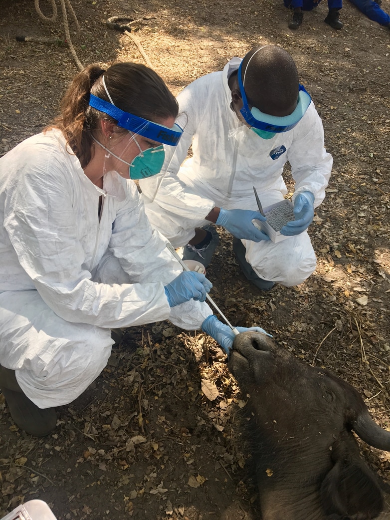 Caitlin Cossaboom, PhD, DVM, MPH, EIS Class of 2017, collects a nasal swab of a Cape buffalo during an anthrax outbreak investigation in Namibia, 2017. 