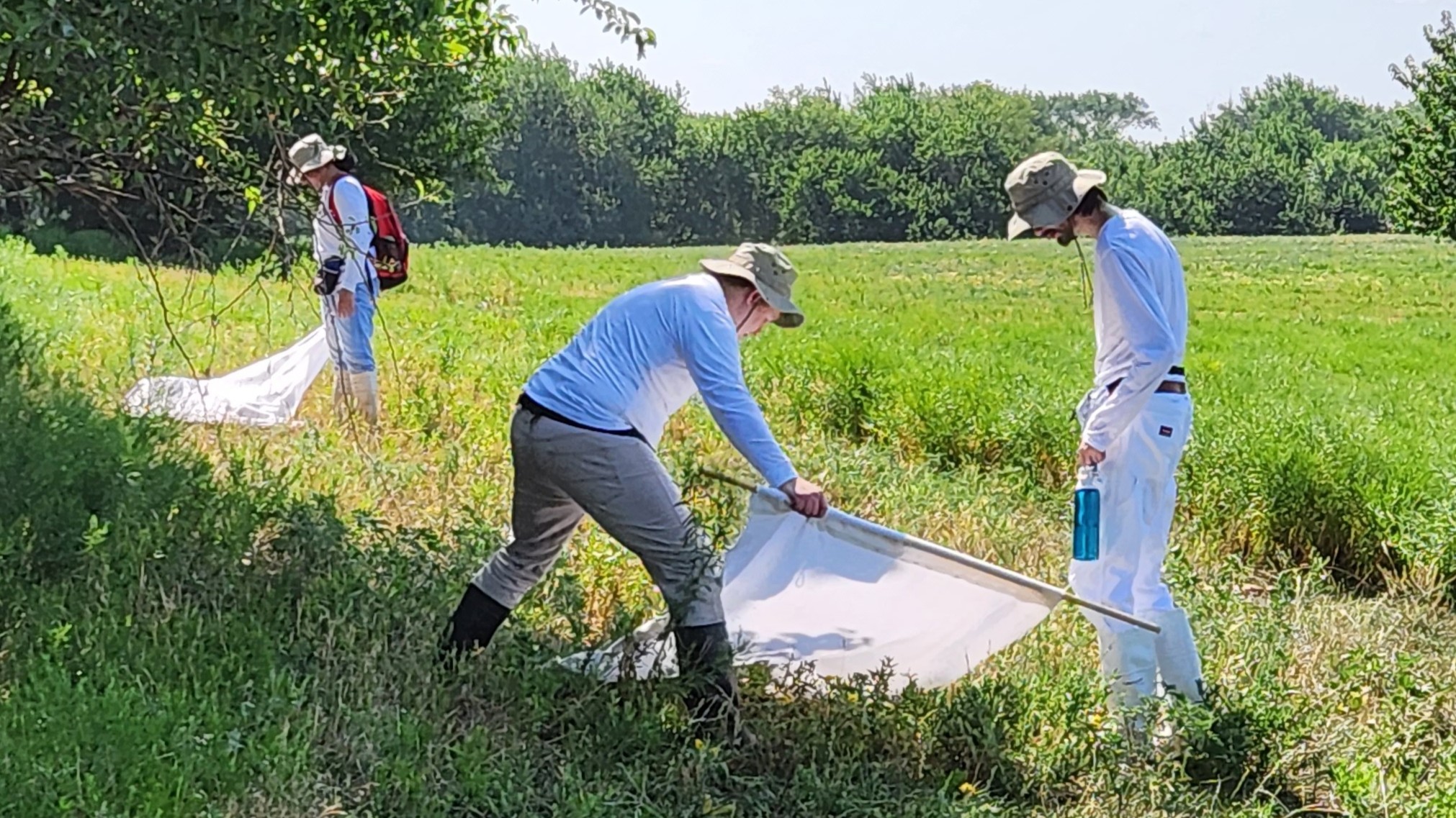 Professionals conduct tick surveillance outside using nets