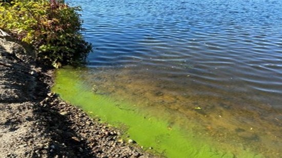 Harmful algal bloom - green algae along shore