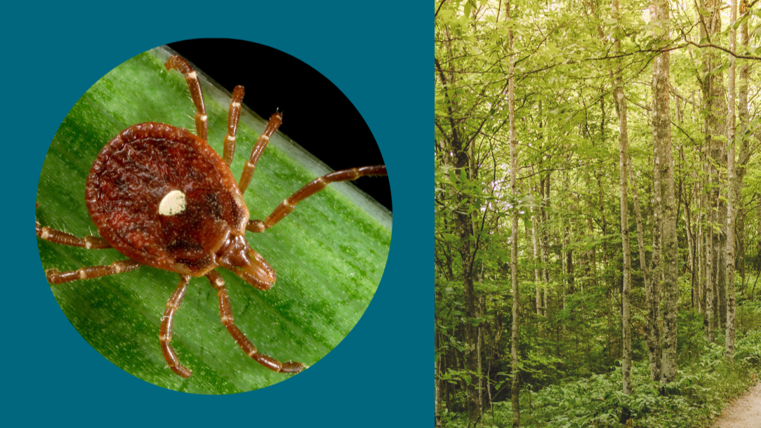 Close-up of a tick on one side and an image of a trail through the forest on the other