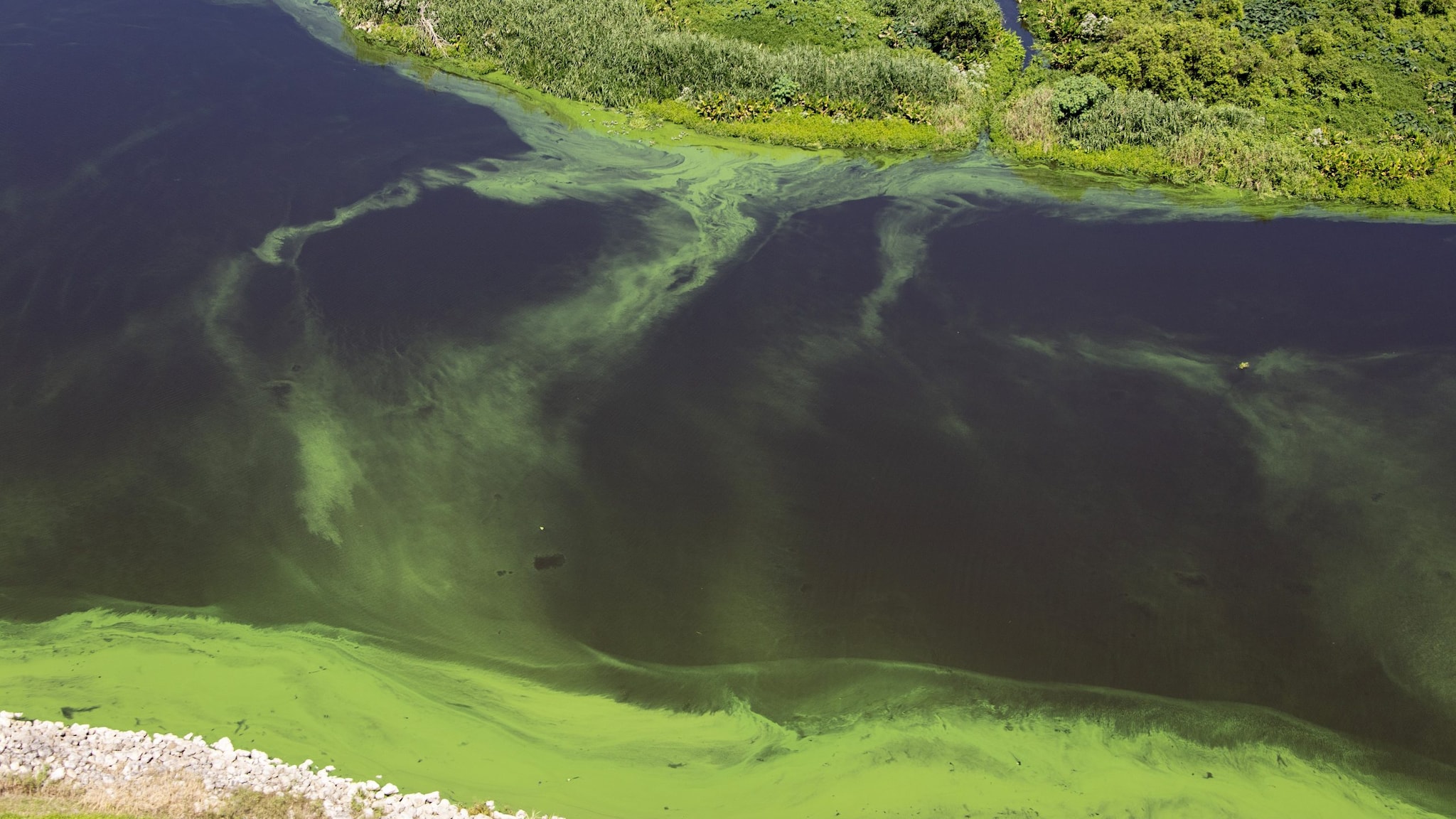 Aerial view of a harmful algal bloom (HAB) that has turned the water green.